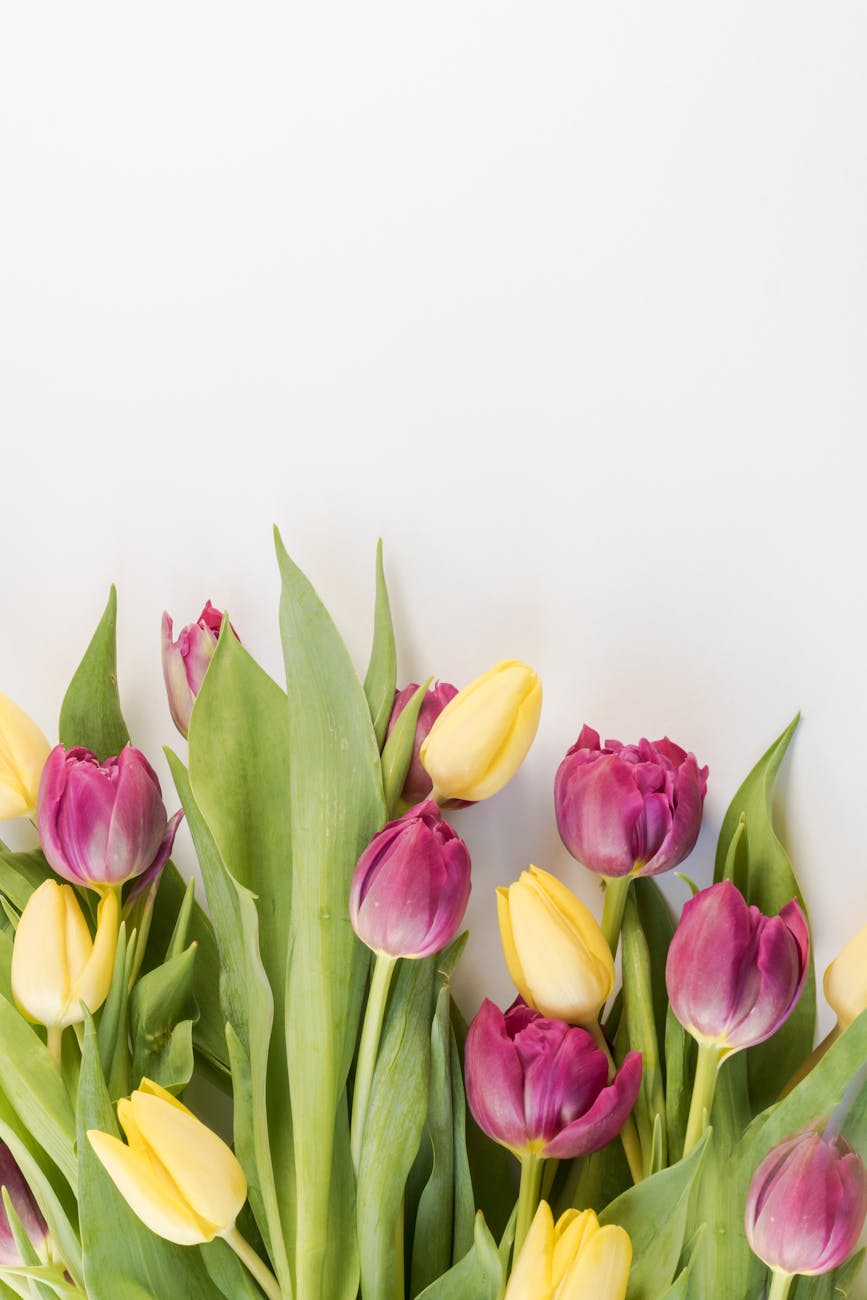 selective focus photography of pink and yellow tulips flowers